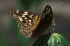Junonia erigone