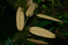 Rubus liui