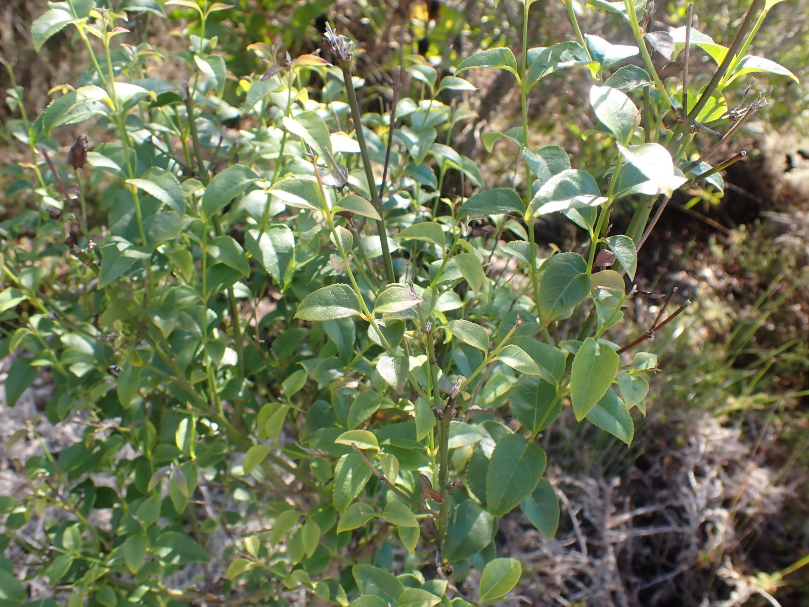 Imagem de Halleria lucida