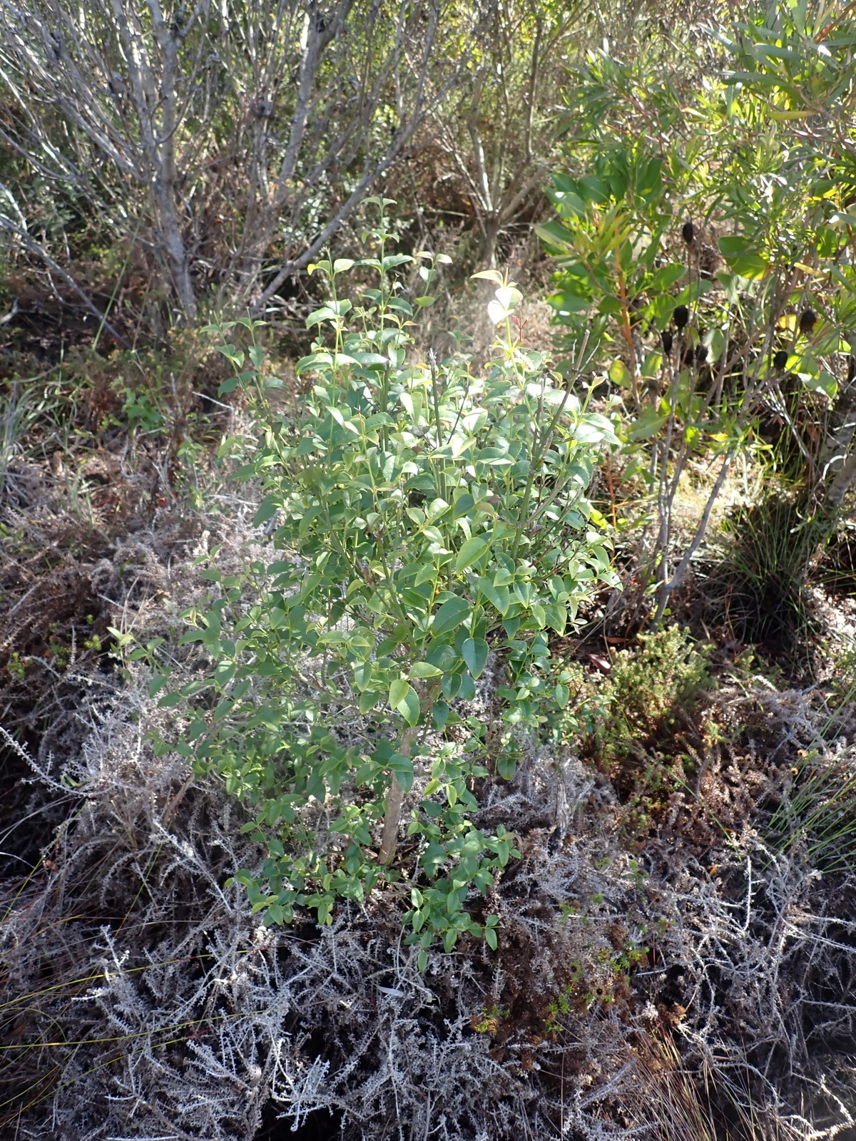 Imagem de Halleria lucida