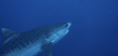 Galeocerdo cuvier