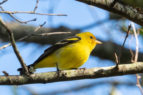 Western Tanager (Piranga ludoviciana), photo 4
