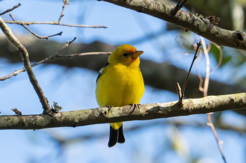 Western Tanager (Piranga ludoviciana), photo 3