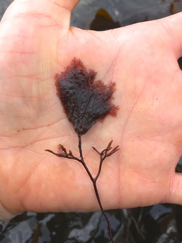 Pterothamnion pectinatum observed 2019-08-01