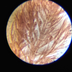 Pterothamnion pectinatum