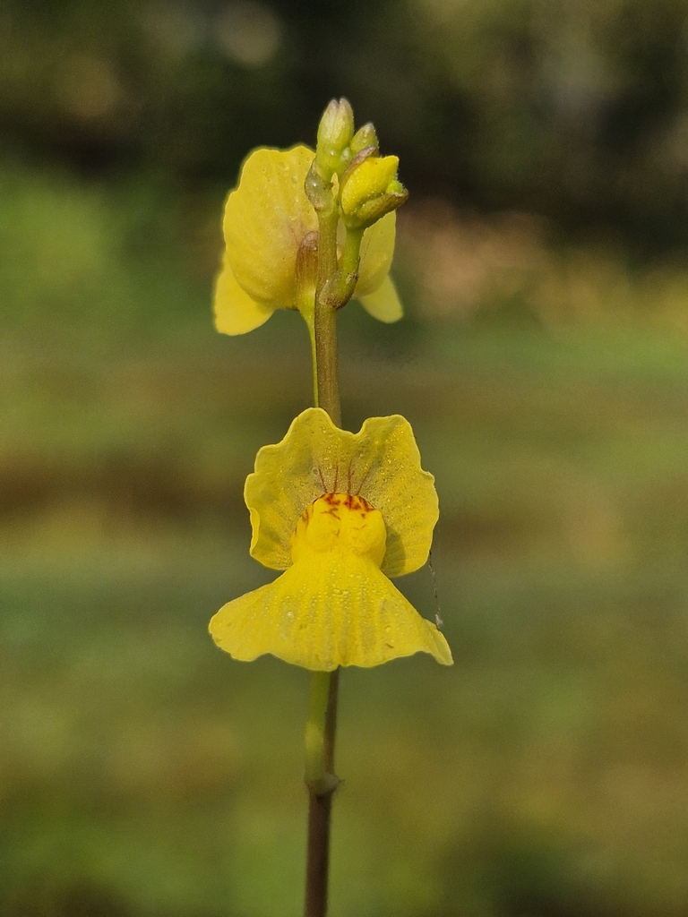 Nhĩ cán vàng – Utricularia aurea