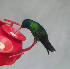 Chrysuronia grayi