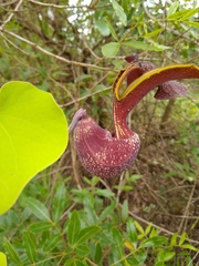 Aristolochia galeata
