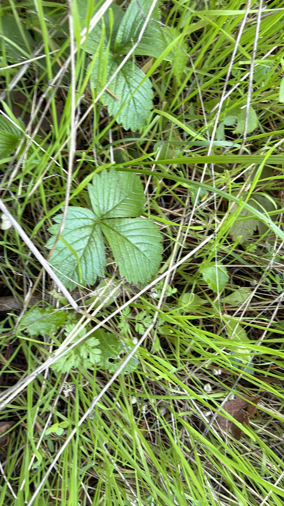 Fragaria vesca