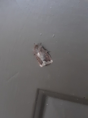 Orthosia garmani