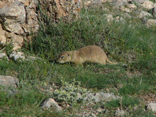 Asia Minor Ground Squirrel