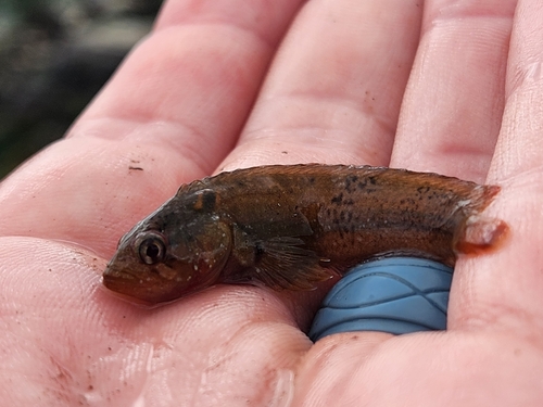 Sad klipfish (Clinus acuminatus) — Clinidae — 2