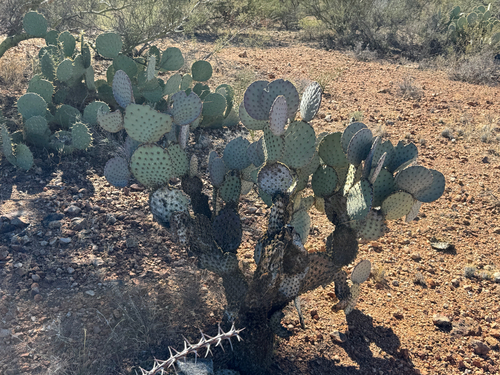 Opuntia gosseliniana