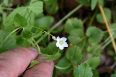 Moehringia lateriflora