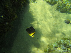 Chaetodon blackburnii