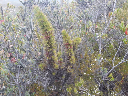 Calothamnus pinifolius · iNaturalist