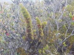 Melaleuca peucophylla