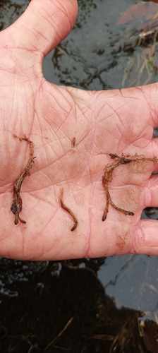 Sphagnum pylaesii, 2026-01-18