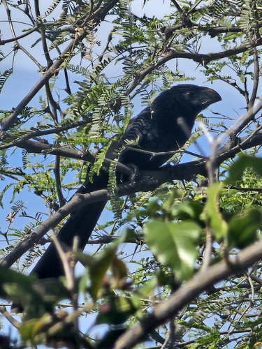 Groove-billed Ani (Crotophaga sulcirostris), photo 8