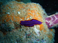 Pseudoceros ferrugineus