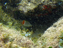 Chaetodon madagaskariensis