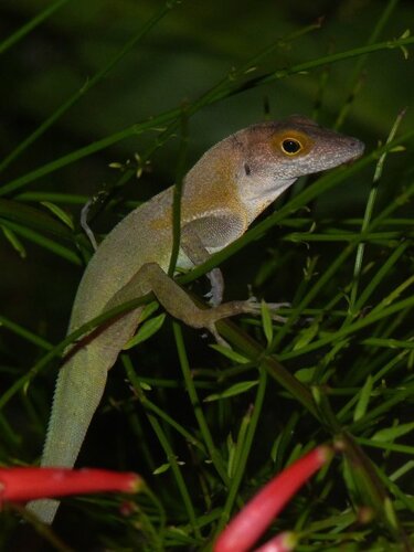 Les Saines Anole, Anolis terraealtae