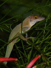 High Anole