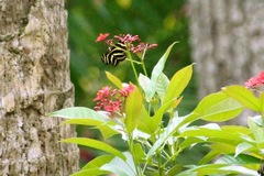 Heliconius charithonia