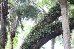 Pleopeltis michauxiana