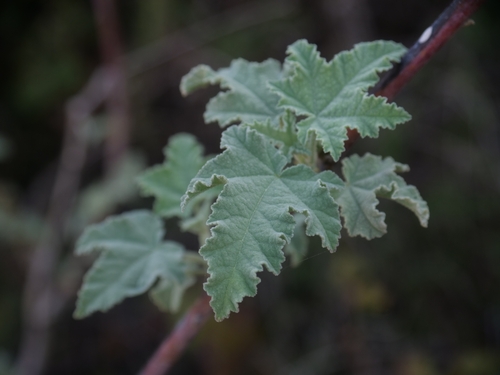 Malva unguiculata (Malva unguiculata)