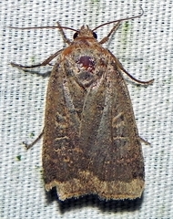 Abagrotis anchocelioides