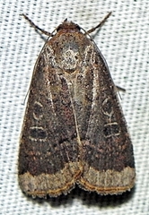 Abagrotis anchocelioides