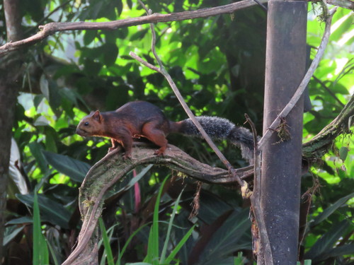 Variegated Squirrel