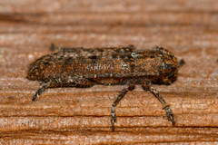 Ataxia crypta