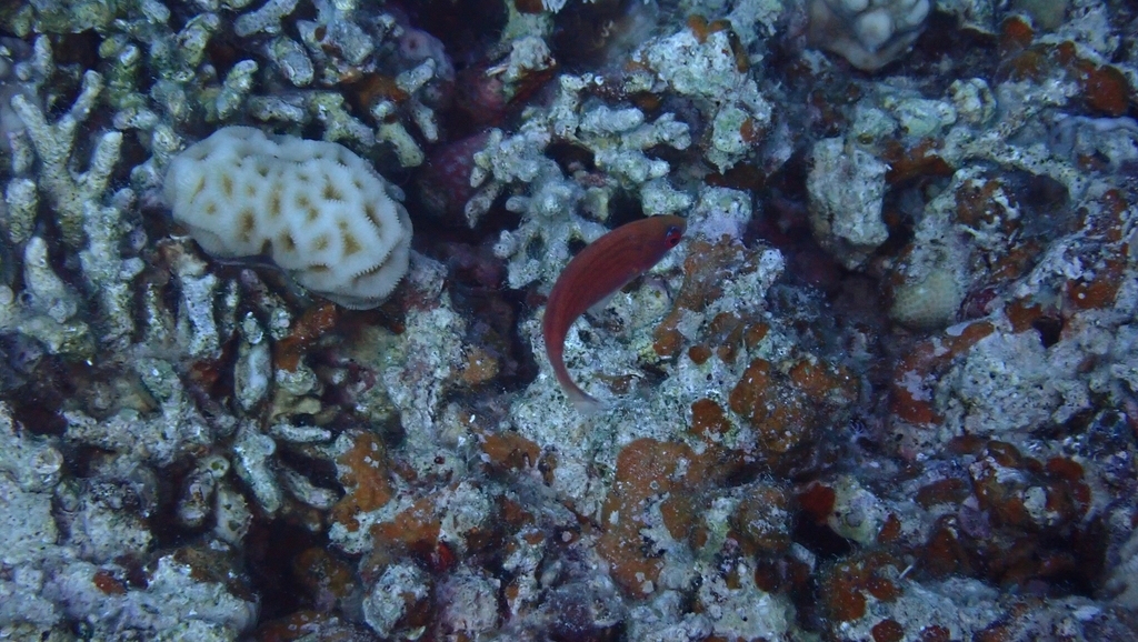 Red Sea Eightline Flasher photo 5