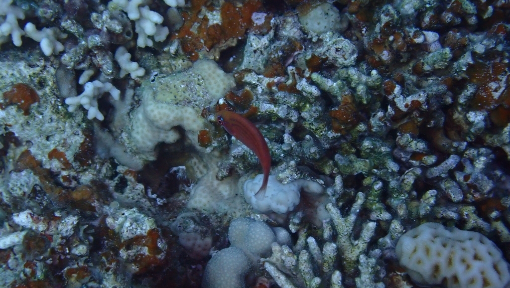 Red Sea Eightline Flasher photo 6