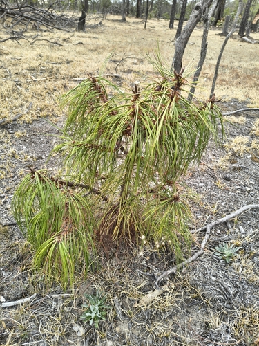 Pinus lumholtzii