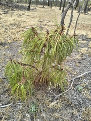 Pinus lumholtzii, photograph (c) Gustavo ZaRo, some rights reserved (CC BY)