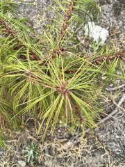 Pinus lumholtzii, photograph (c) Gustavo ZaRo, some rights reserved (CC BY)