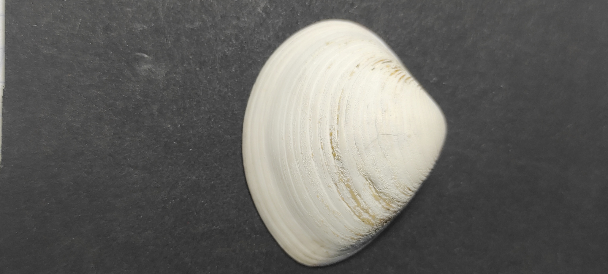 Meretrix (Callista) proxima montensis
