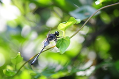 Orthetrum poecilops