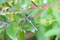 Orthetrum poecilops