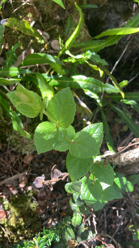 Stenogyne sessilis observed 2026-01-17
