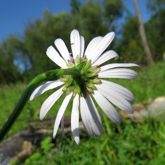 Aster incisus