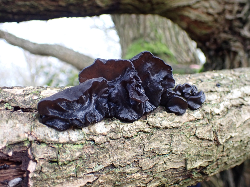 Exidia glandulosa · January 2026 · photo: © harrowhark (iNaturalist, cc-by)