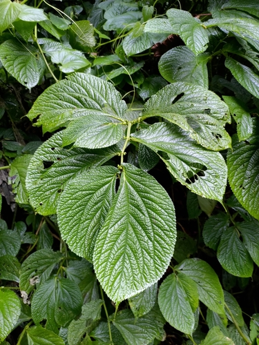 Elatostema platyphylloides iNat (2)