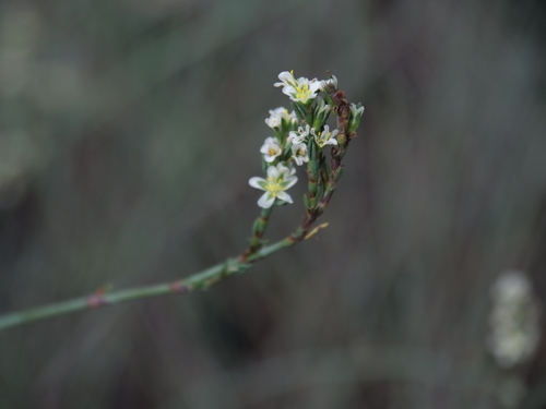 Polygonum equisetiforme, photograph 6