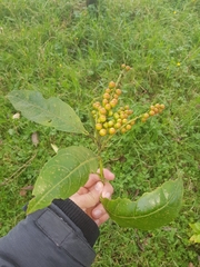 Citharexylum macradenium