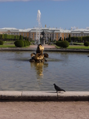 Columba livia domestica