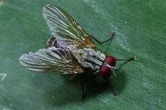 Diptera